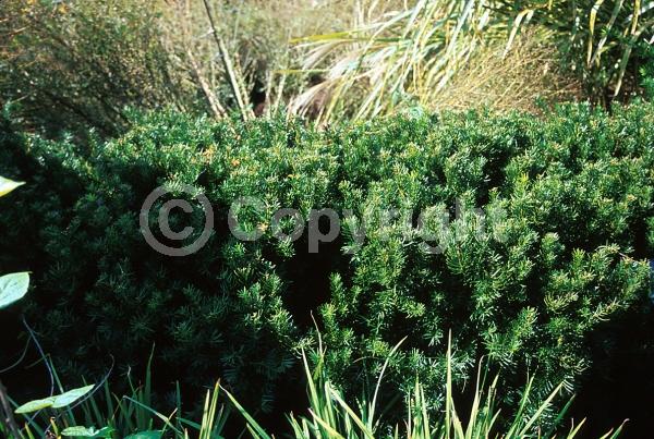 Yellow blooms; Green blooms; Evergreen; Needles or needle-like leaf