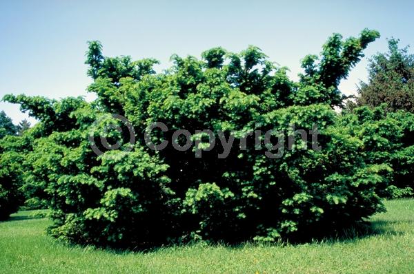 Yellow blooms; Green blooms; Evergreen; Needles or needle-like leaf