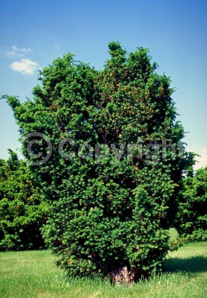 Yellow blooms; Green blooms; Evergreen; Needles or needle-like leaf
