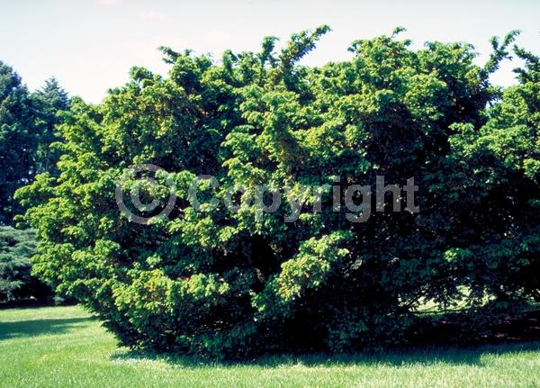 Yellow blooms; Green blooms; Evergreen; Needles or needle-like leaf