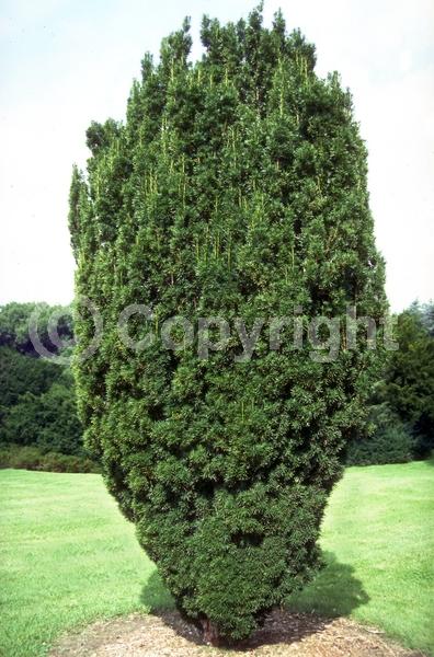 Yellow blooms; Green blooms; Evergreen; Needles or needle-like leaf