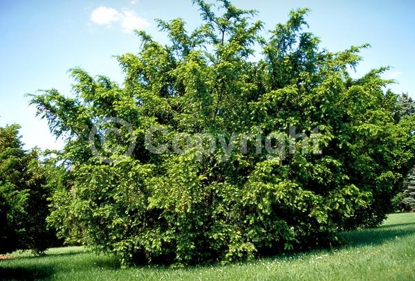Yellow blooms; Green blooms; Evergreen; Needles or needle-like leaf