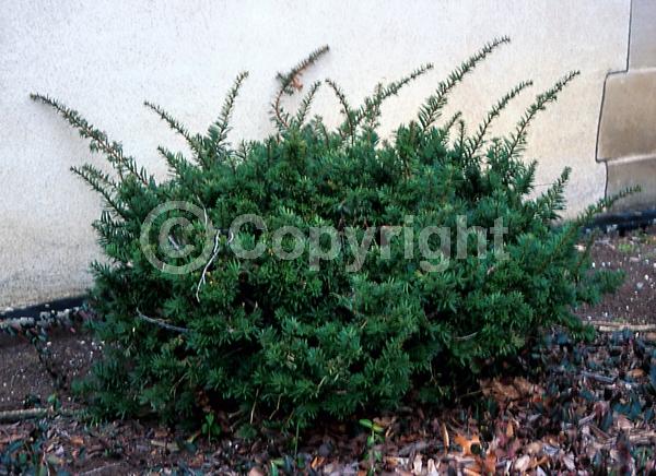 Yellow blooms; Green blooms; Evergreen; Needles or needle-like leaf