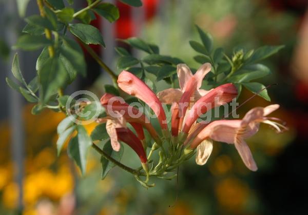 Pink blooms; Evergreen