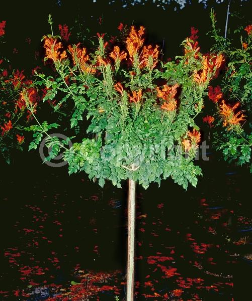 Orange blooms; Yellow blooms; Pink blooms; Evergreen