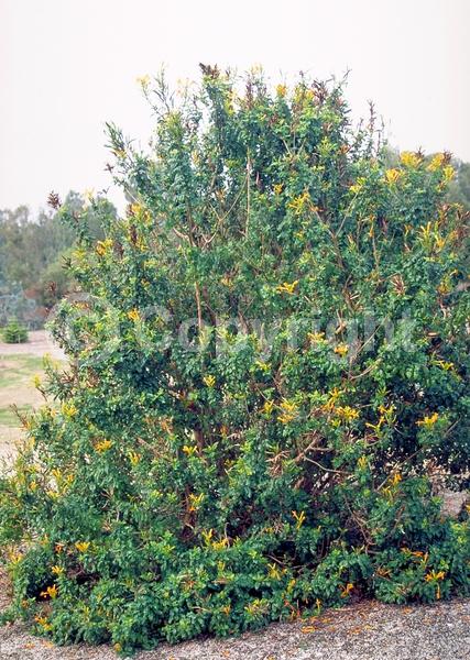 Orange blooms; Yellow blooms; Pink blooms; Evergreen