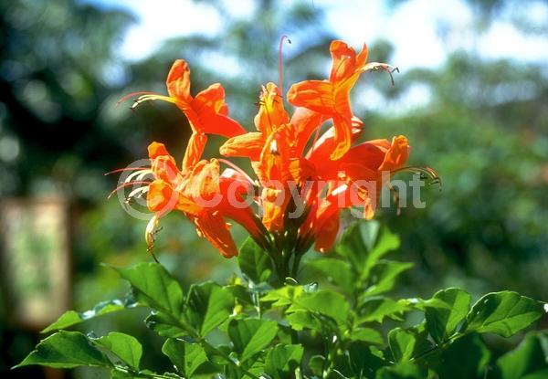 Orange blooms; Yellow blooms; Pink blooms; Evergreen