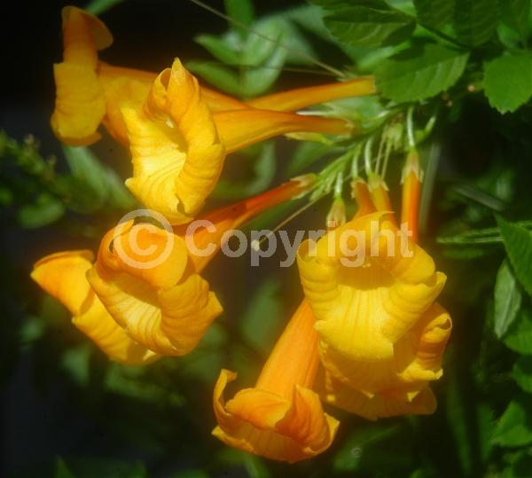 Orange blooms; Evergreen; Broadleaf