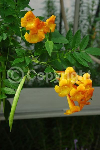 Orange blooms; Evergreen; Broadleaf