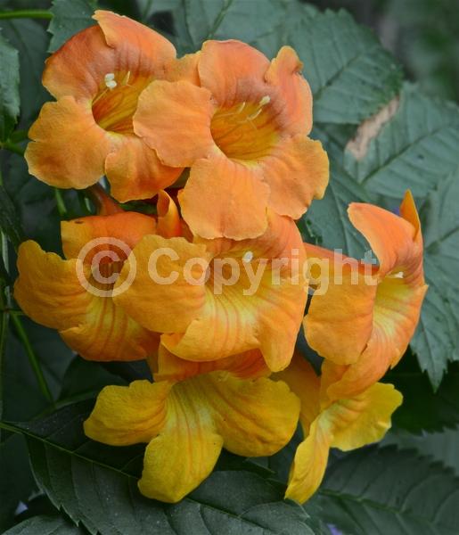 Orange blooms; Evergreen; Broadleaf