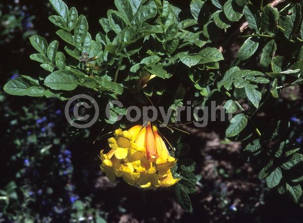 Orange blooms; Evergreen; Broadleaf