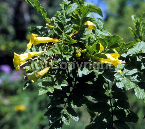Orange blooms; Evergreen; Broadleaf