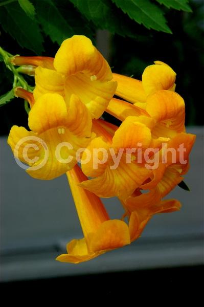 Orange blooms; Evergreen; Broadleaf