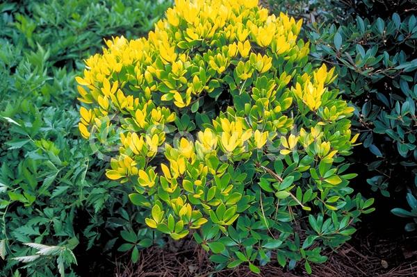 White blooms; Evergreen