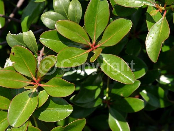 White blooms; Evergreen; Needles or needle-like leaf