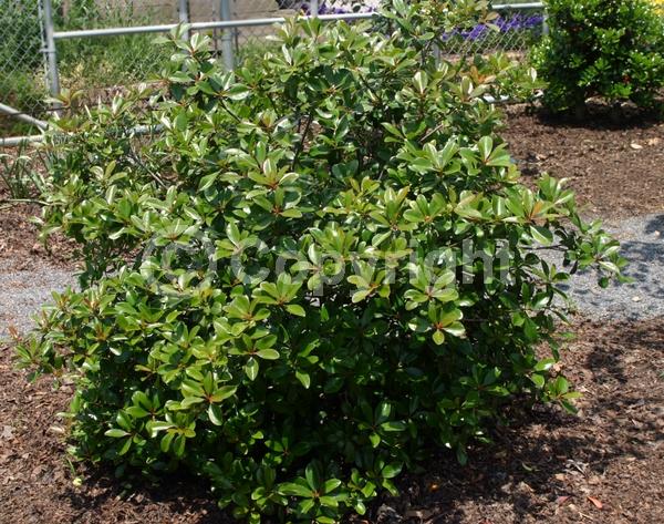 White blooms; Evergreen; Needles or needle-like leaf