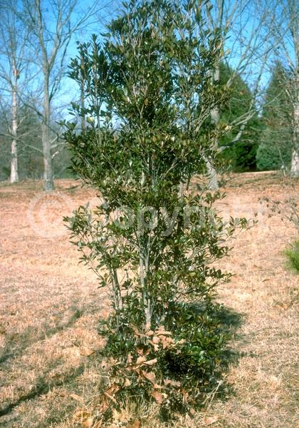 White blooms; Evergreen; Needles or needle-like leaf