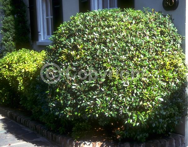 White blooms; Evergreen; Needles or needle-like leaf