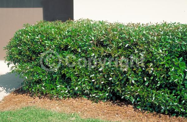 White blooms; Evergreen; Needles or needle-like leaf