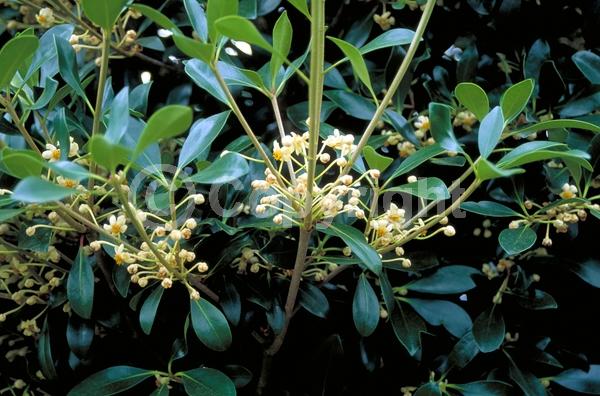 White blooms; Evergreen; Needles or needle-like leaf