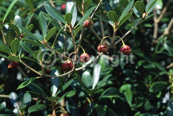 White blooms; Evergreen; Needles or needle-like leaf
