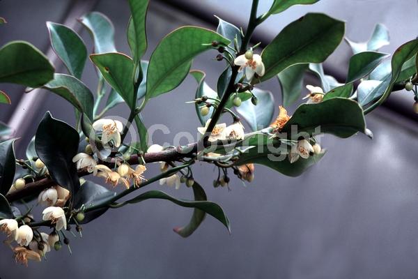 White blooms; Evergreen; Needles or needle-like leaf
