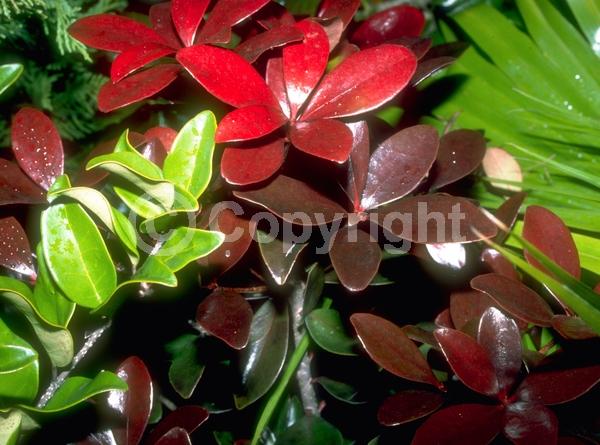 White blooms; Evergreen; Needles or needle-like leaf