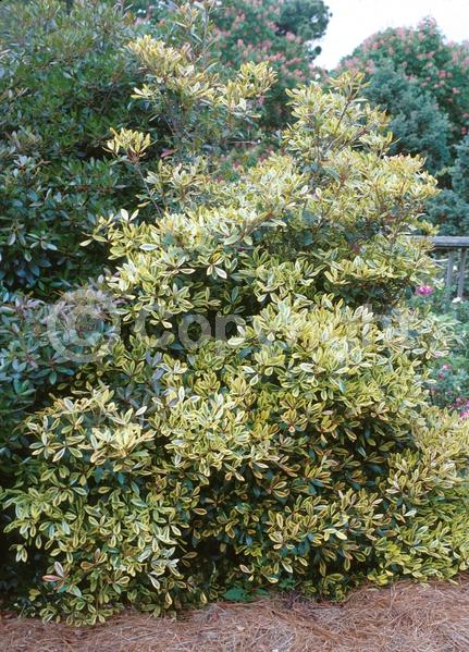 White blooms; Evergreen