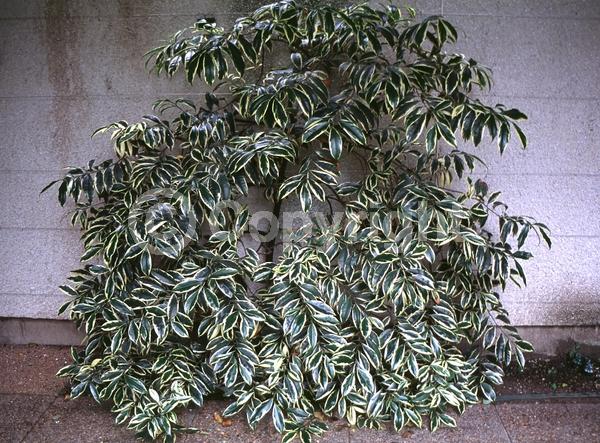 White blooms; Evergreen