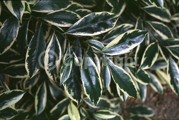 White blooms; Evergreen