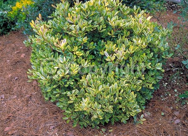 White blooms; Evergreen