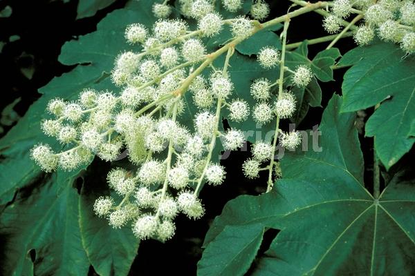 White blooms; Evergreen