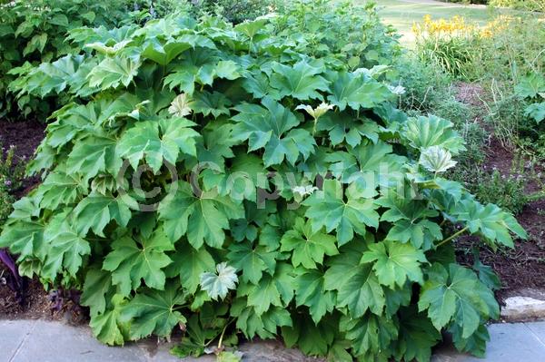 White blooms; Evergreen