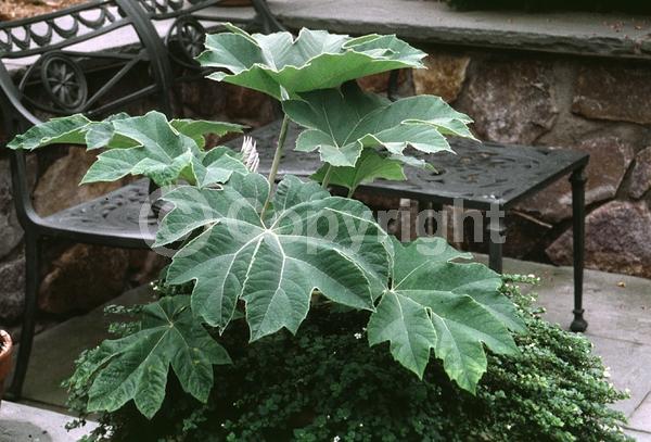 White blooms; Evergreen