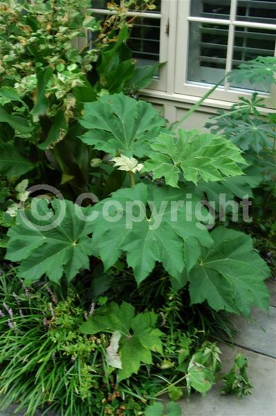 White blooms; Evergreen