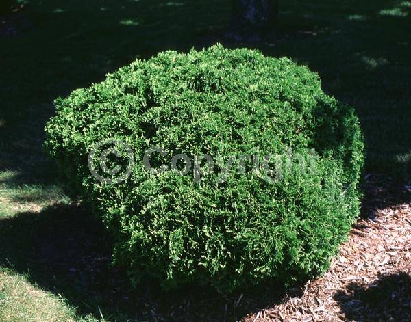 Yellow blooms; Evergreen