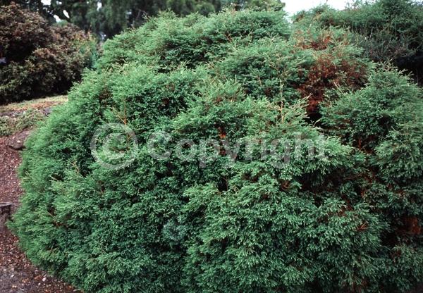 Yellow blooms; Evergreen; North American Native