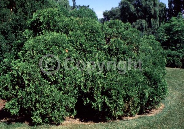 Yellow blooms; Evergreen