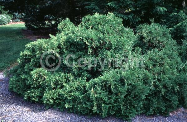 Yellow blooms; Evergreen