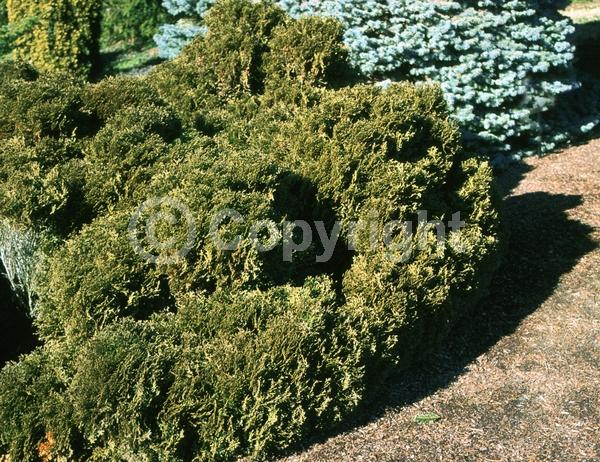 Yellow blooms; Evergreen