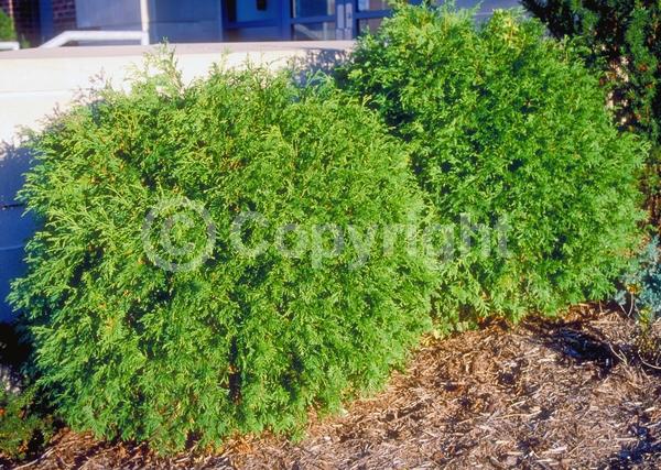 Yellow blooms; Evergreen