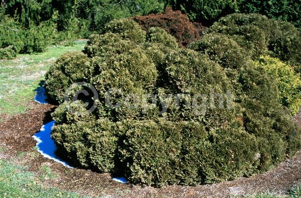 Yellow blooms; Evergreen