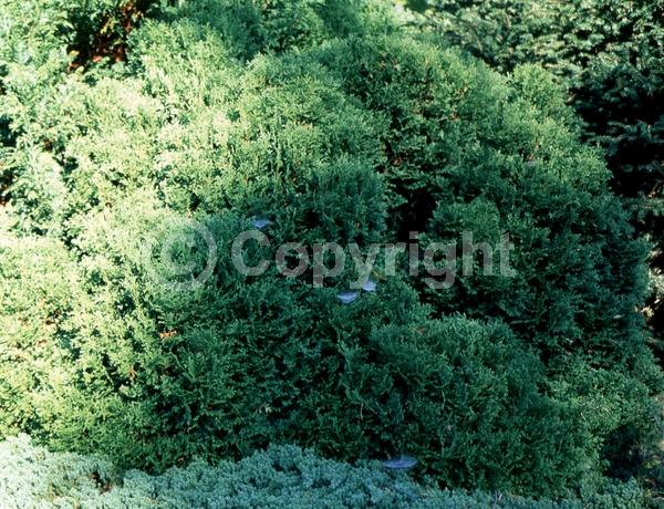 Yellow blooms; Evergreen