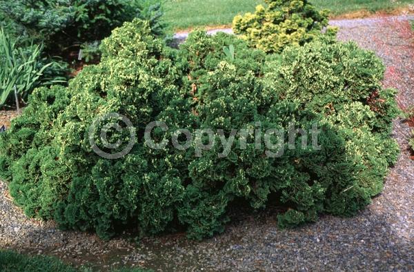 Yellow blooms; Evergreen