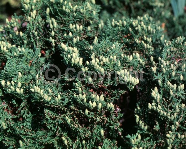 Yellow blooms; Evergreen