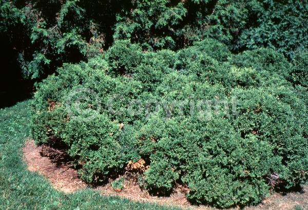 Yellow blooms; Evergreen