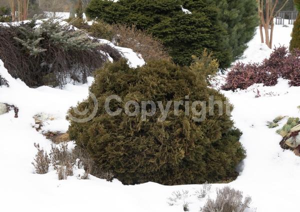 Yellow blooms; Evergreen