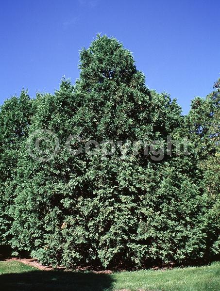 Yellow blooms; Evergreen