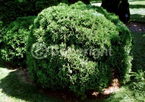 Yellow blooms; Evergreen