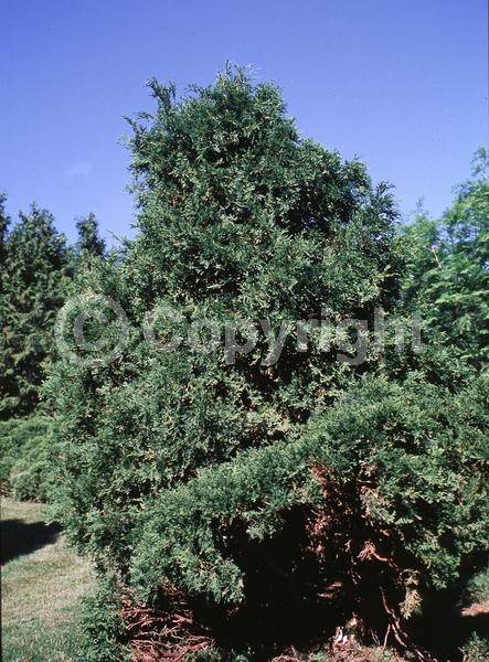 Yellow blooms; Evergreen